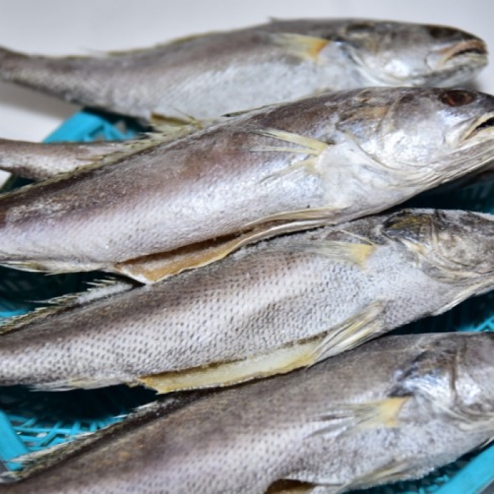 국내산 반건조 민어(大, 小) 제수용 제사 선물용 명절용 생선 마른민어 말린민어 [원산지:...