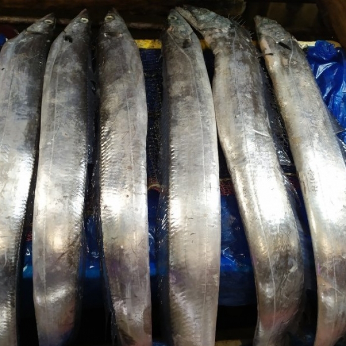 국내산 생갈치 중 (손가락3지) [원산지:국산]