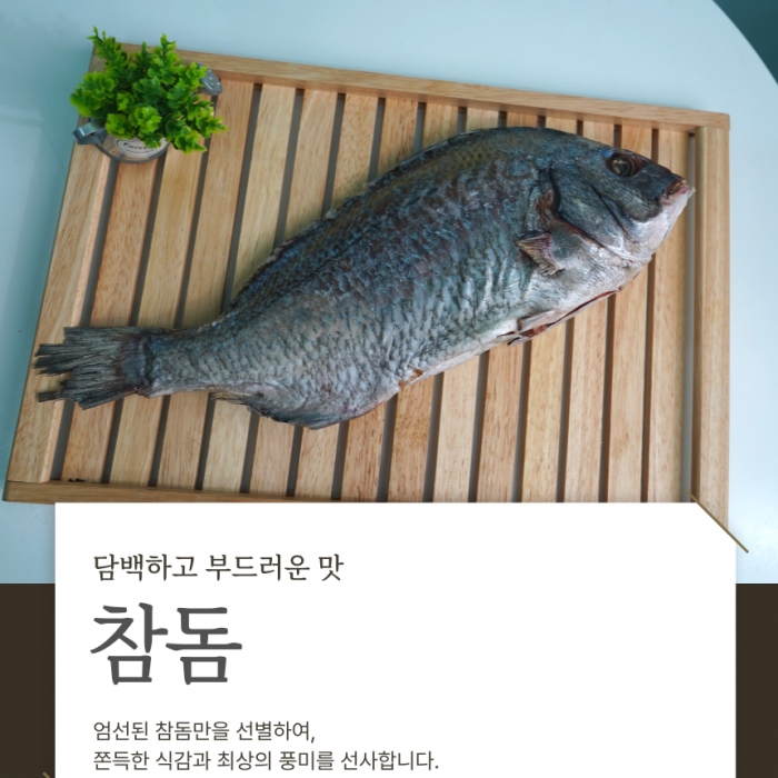 고급 한 상 차림 ! 국산 참돔 1 마리 (650g 내외)
