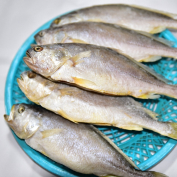 벌교수진수산 반건조부세조기(大,小) 제수용 제사 생선 마른조기 말린조기